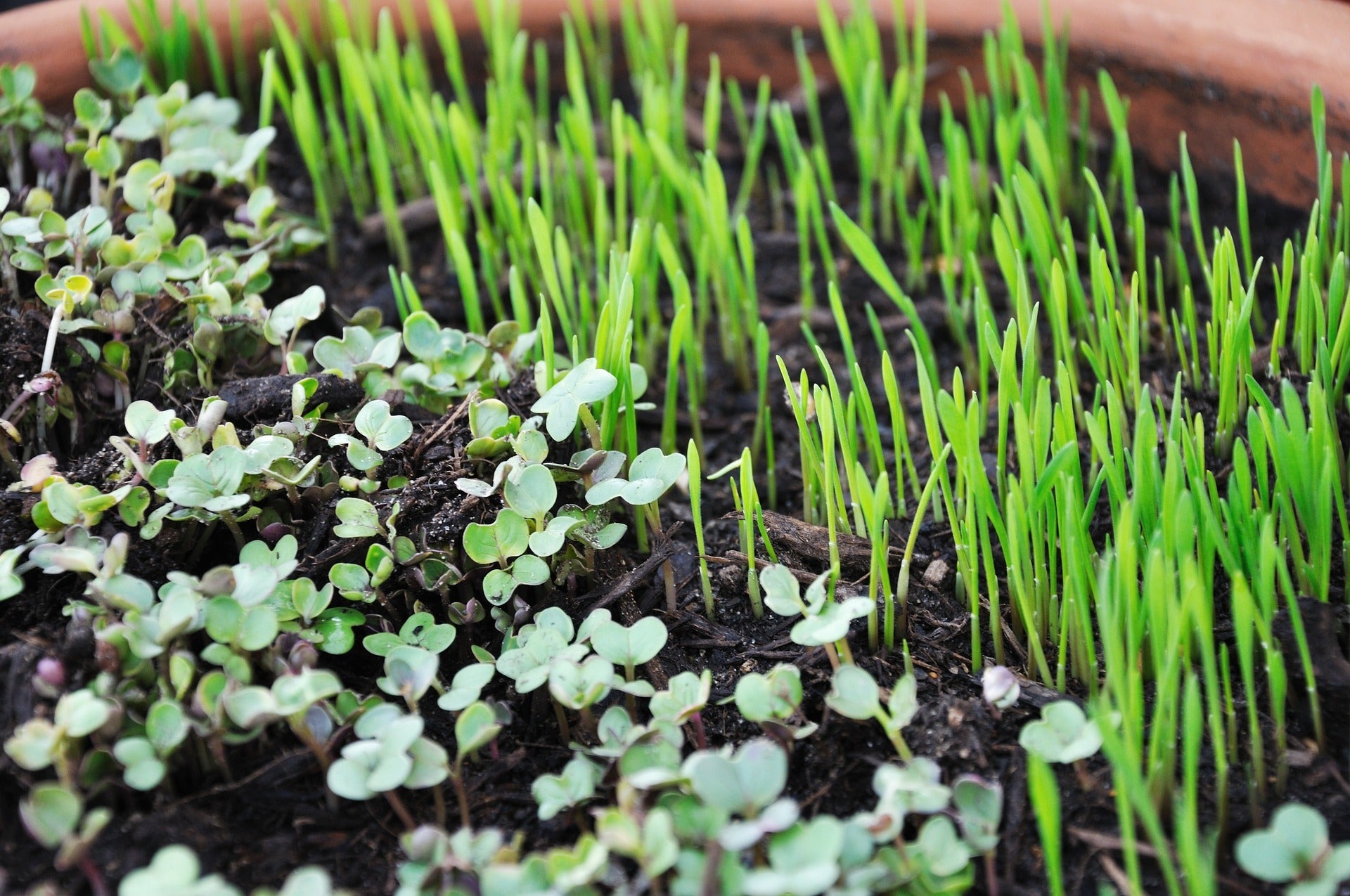 Live Microgreens