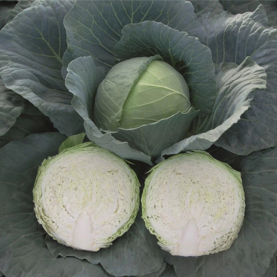 Artost cabbage
