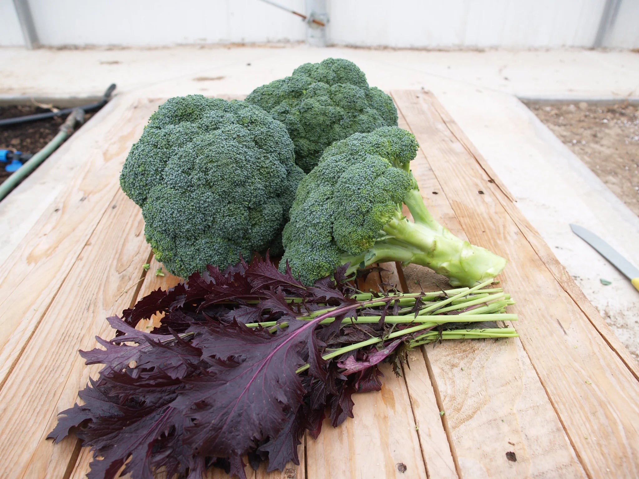 Emerald crown broccoli