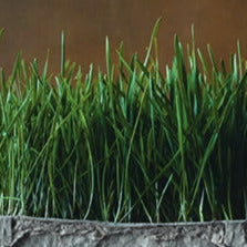 Wheatgrass
