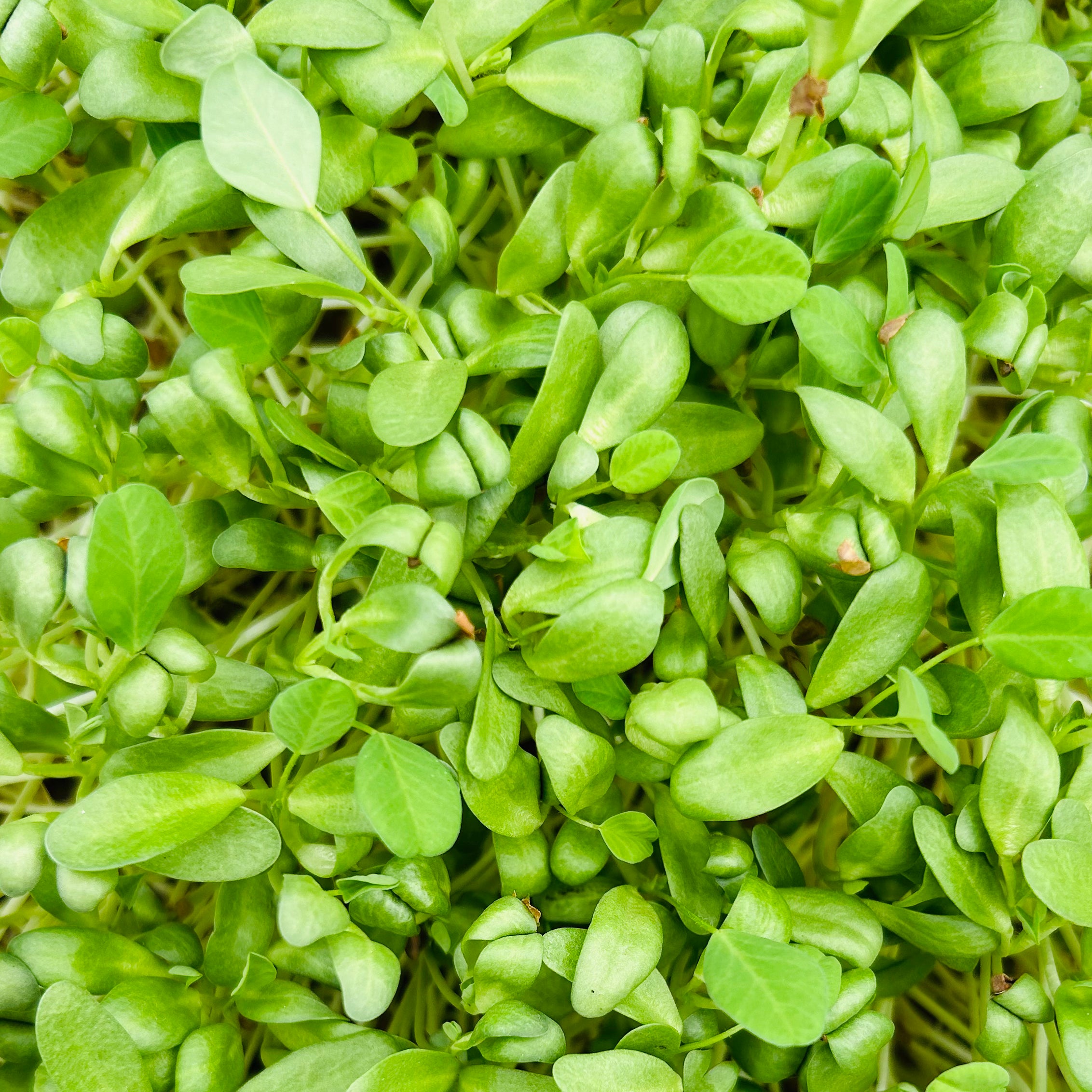 Fenugreek