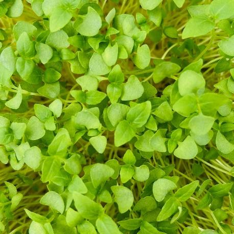 Basil (Multiple Varients)