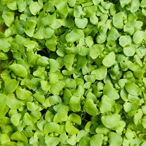 Basil (Multiple Varients)