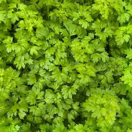Chervil