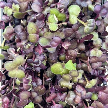 Radish (Multiple Varients)