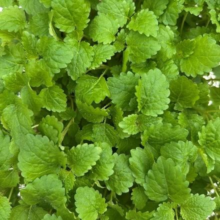 Lemon Balm