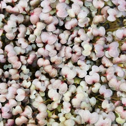 Mustard: Red Lace Miz America