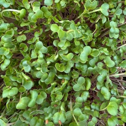 Radish (Multiple Varients)