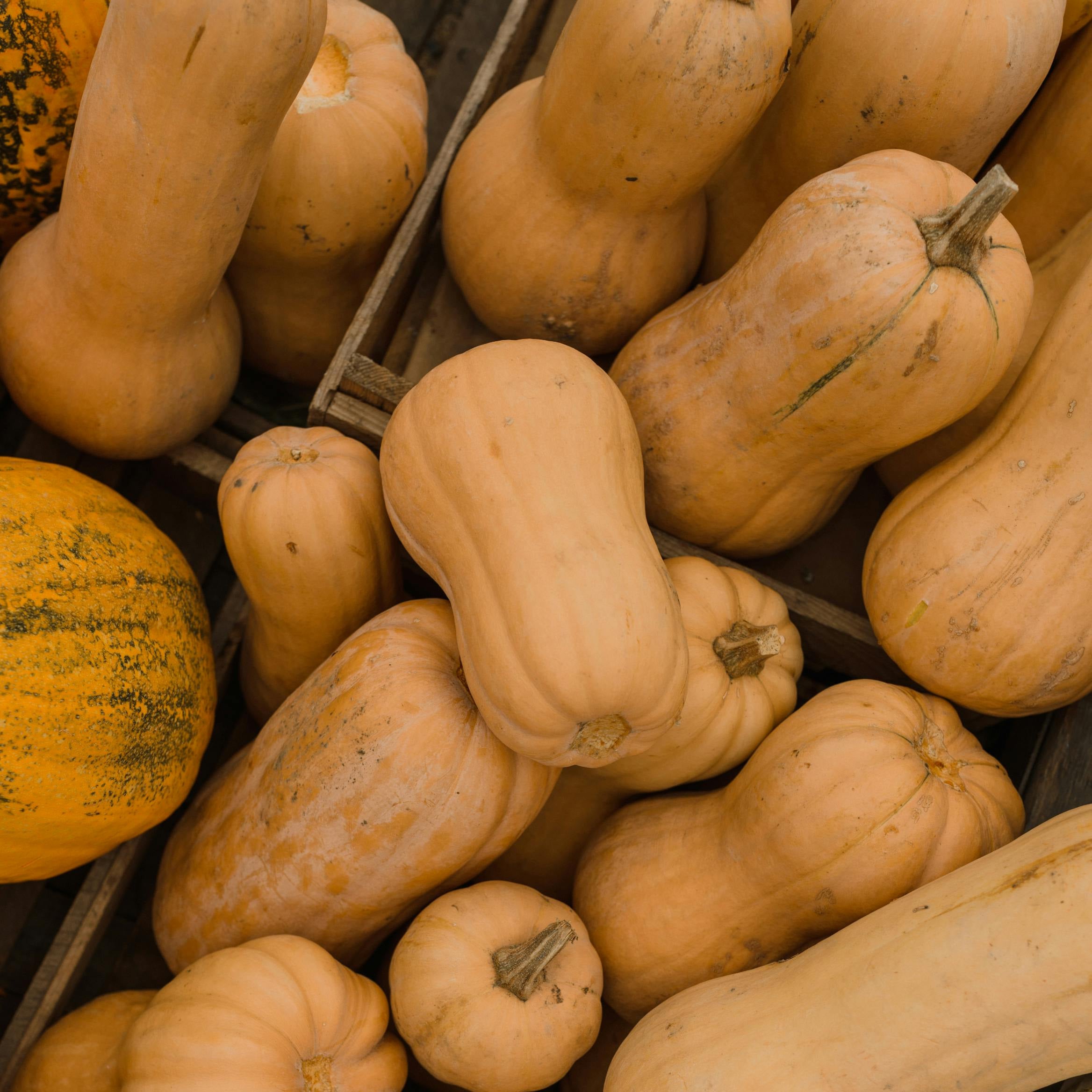 Butternut Squashes