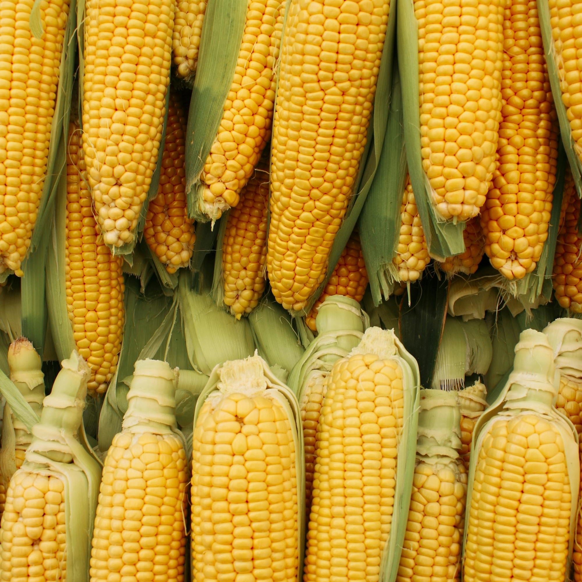 Corn