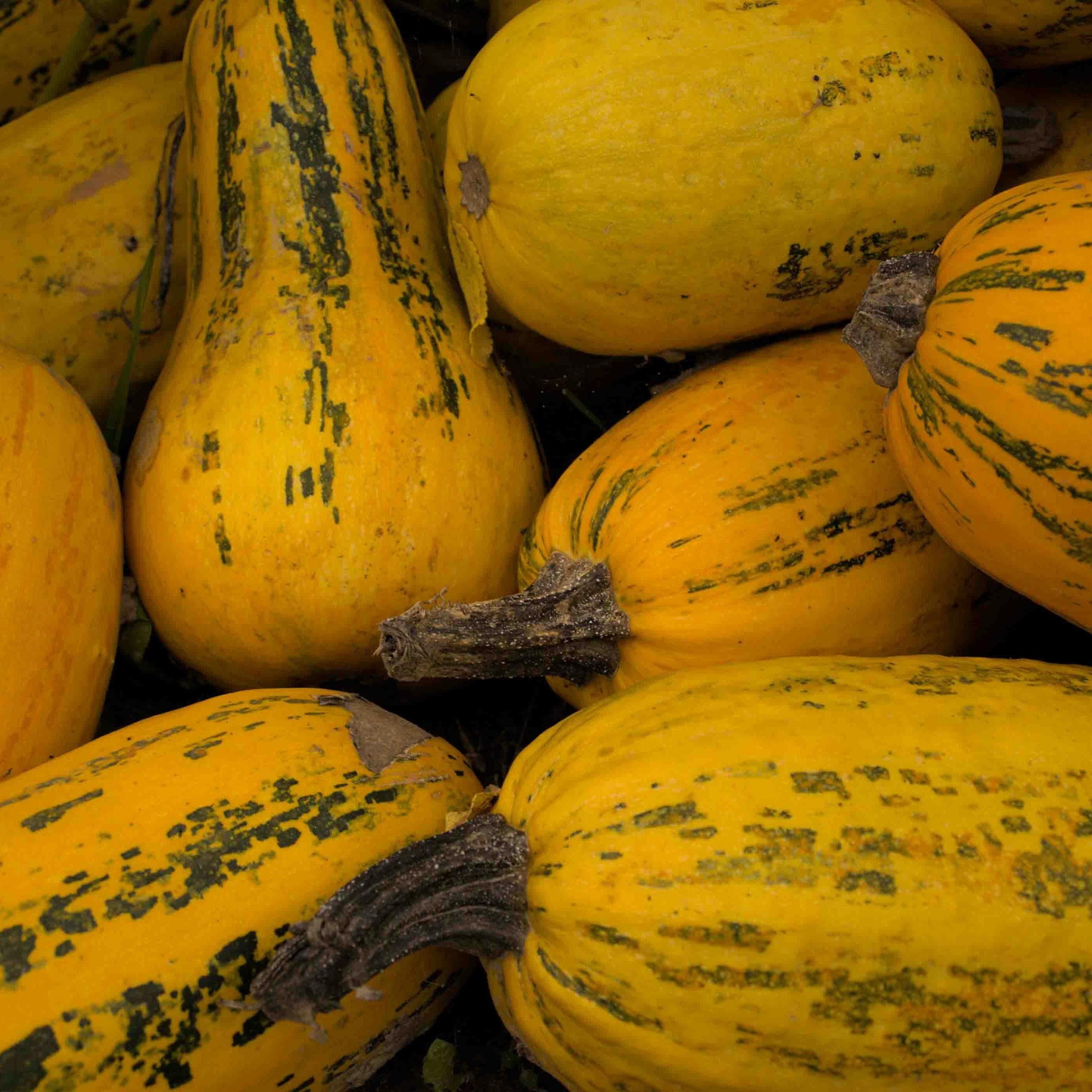 Variegated Spaghetti Squash