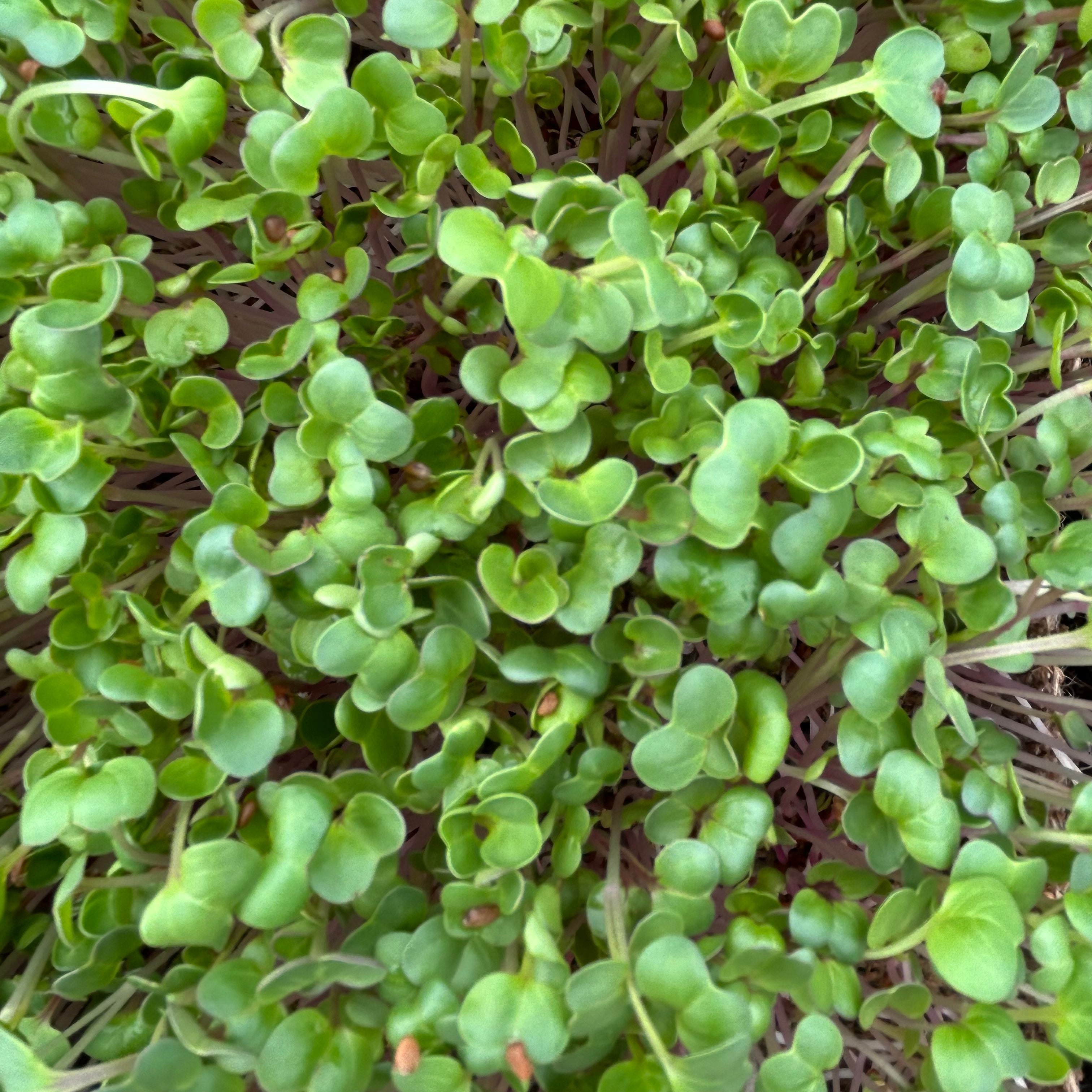 Radish (Multiple Varients)
