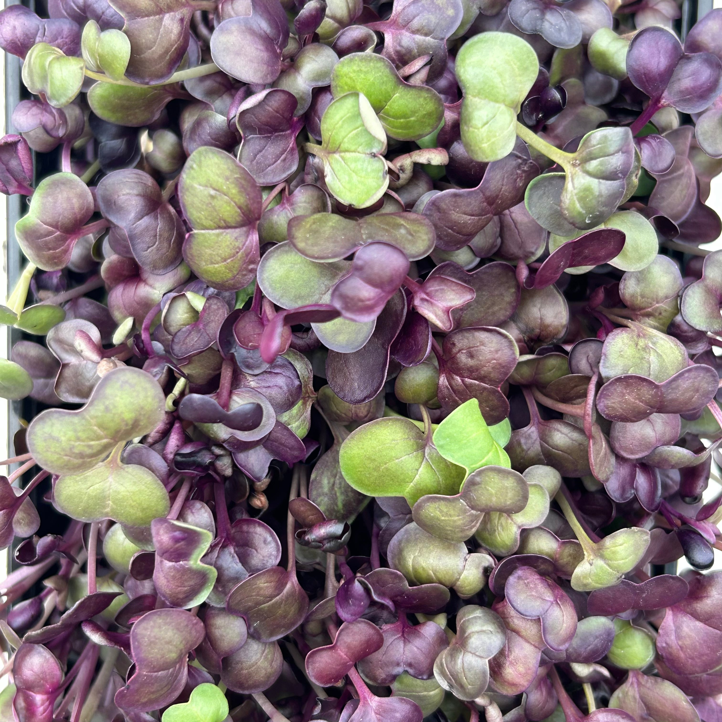 Radish (Multiple Varients)